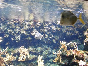 sortie en famille Aquarium de La Rochelle