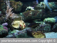 Aquarium de La Rochelle